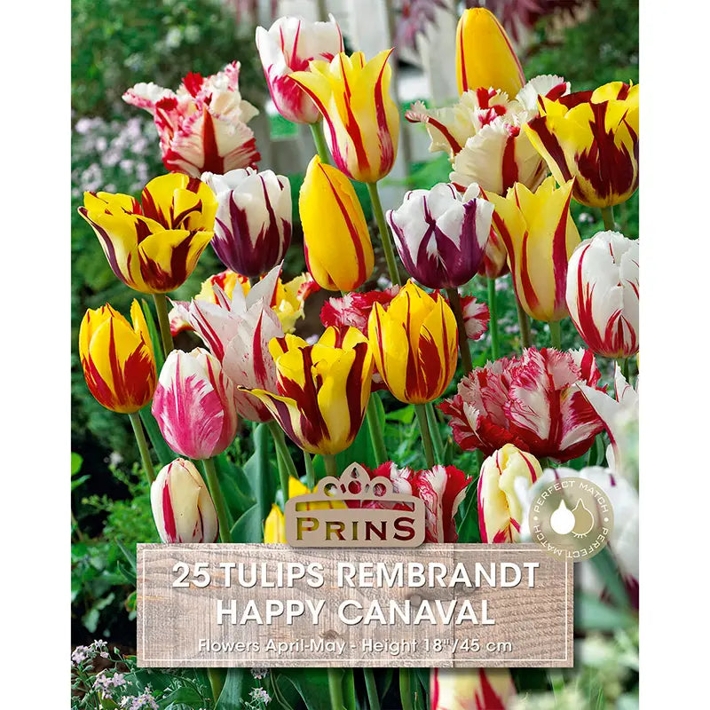 Tulip 'Happy Carnaval' (25 bulbs) image 0