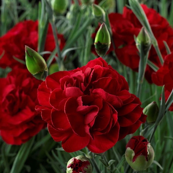 Dianthus 'Passion' image 0