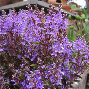 Hebe 'Sangria Sensation' image 0