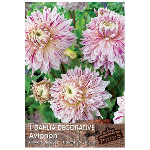 Dahlia Decorative 'Avignon' (1 tuber) image 0