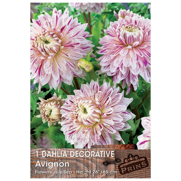 Dahlia Decorative 'Avignon' (1 tuber) image 0