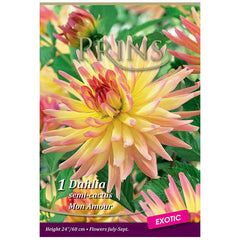 Dahlia Semi-Cactus 'Mon Amour' (1 tuber) image 0