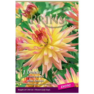 Dahlia Semi-Cactus 'Mon Amour' (1 tuber) image 0