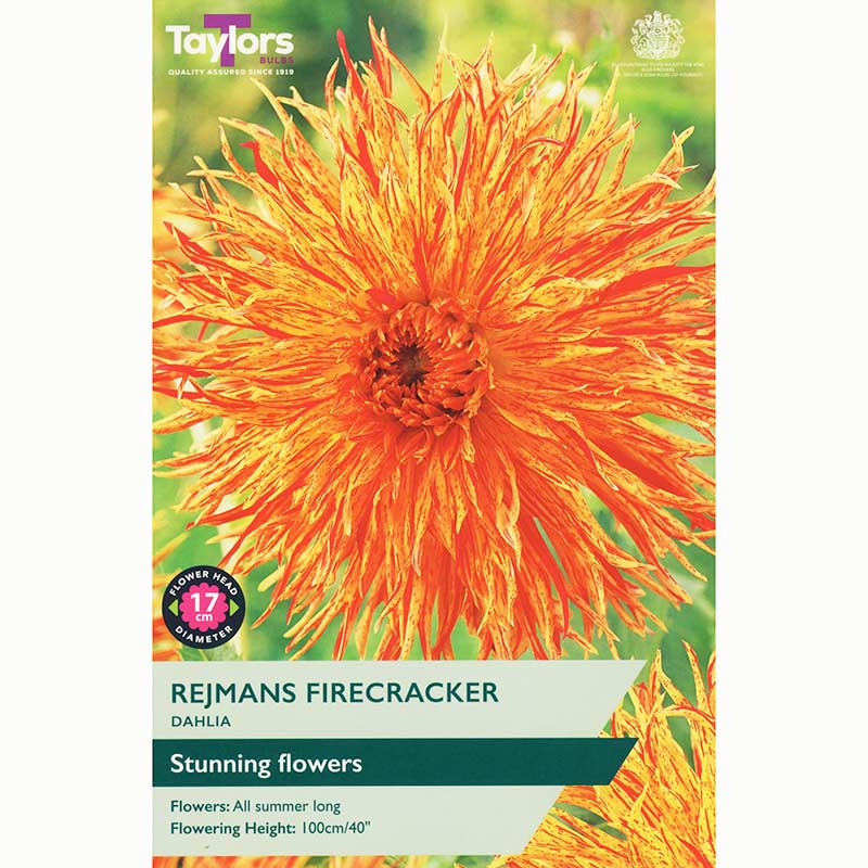 Dahlia ‘Rejmans Firecracker’ with Orange Flowers (1 Tuber) image 0