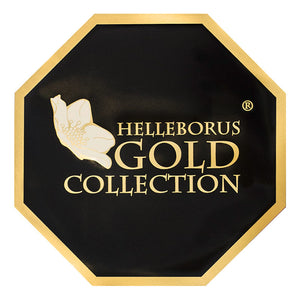 Helleborus HGC® 'Ice N' Roses Early Rose' image 2
