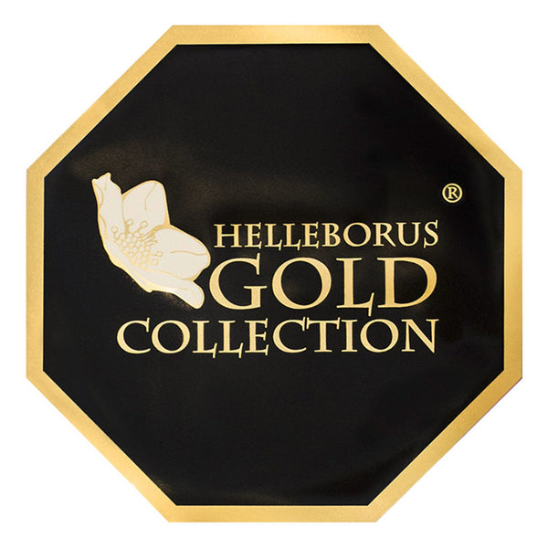 Helleborus HGC® 'Ice N' Roses Early Rose' image 2