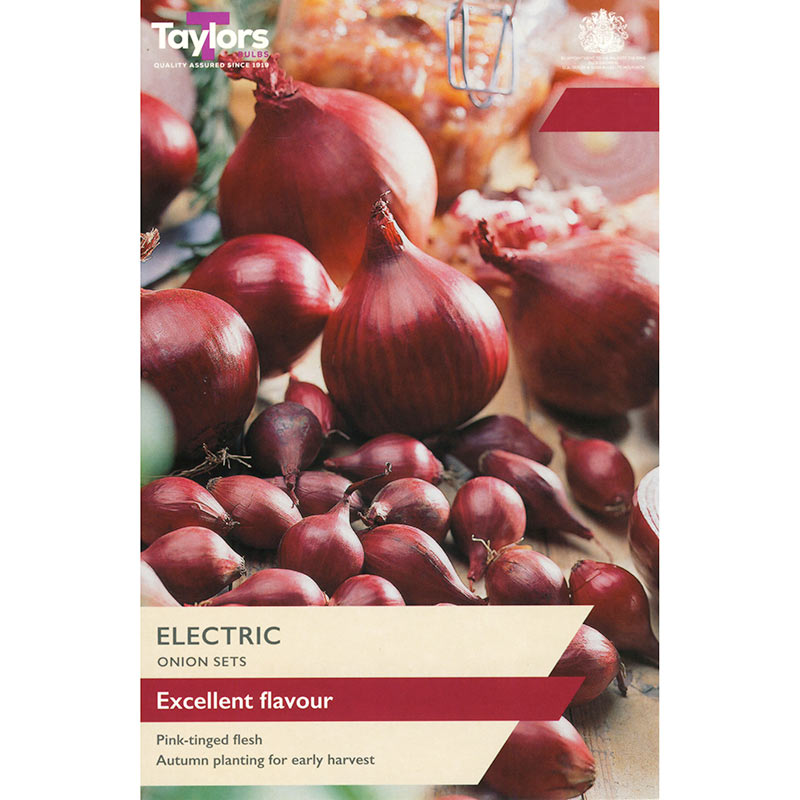 'Electric' Onion Sets (50 Bulbs) image 0