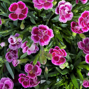 Dianthus 'Pink Kisses' image 0