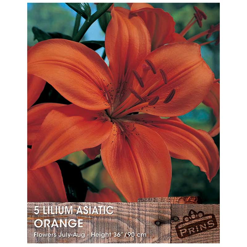 Lilium 'Asiatic Orange' Bulbs image 0