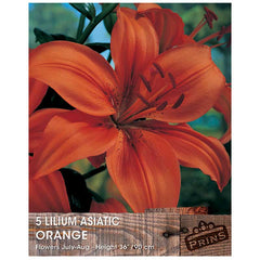 Lilium 'Asiatic Orange' Bulbs image 0