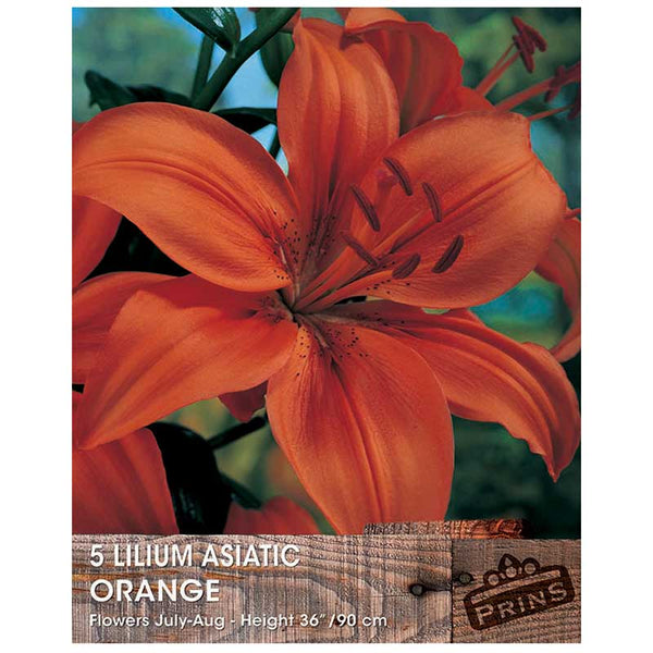 Lilium 'Asiatic Orange' Bulbs image 0