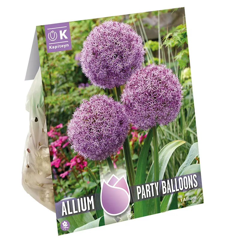 Allium 'Party Balloons' (1 bulb) image 0