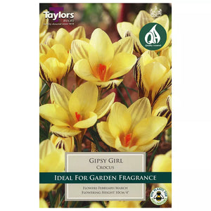 Crocus 'Gipsy Girl' (10 bulbs) image 0