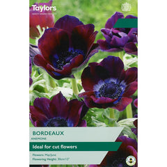 Anemone ‘Bordeaux’ (6 Bulbs) image 0
