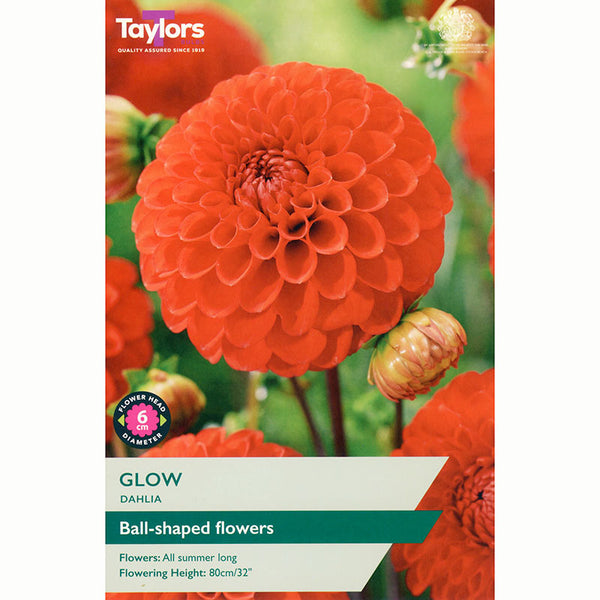 Dahlia ‘Glow’ with Vibrant Red Flowers (1 Tuber) image 0
