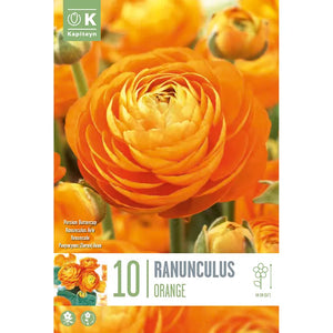 Ranunculus Aviv 'Orange' (10 bulbs) image 0