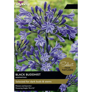 Agapanthus 'Black Buddhist' (1 bulb) image 0