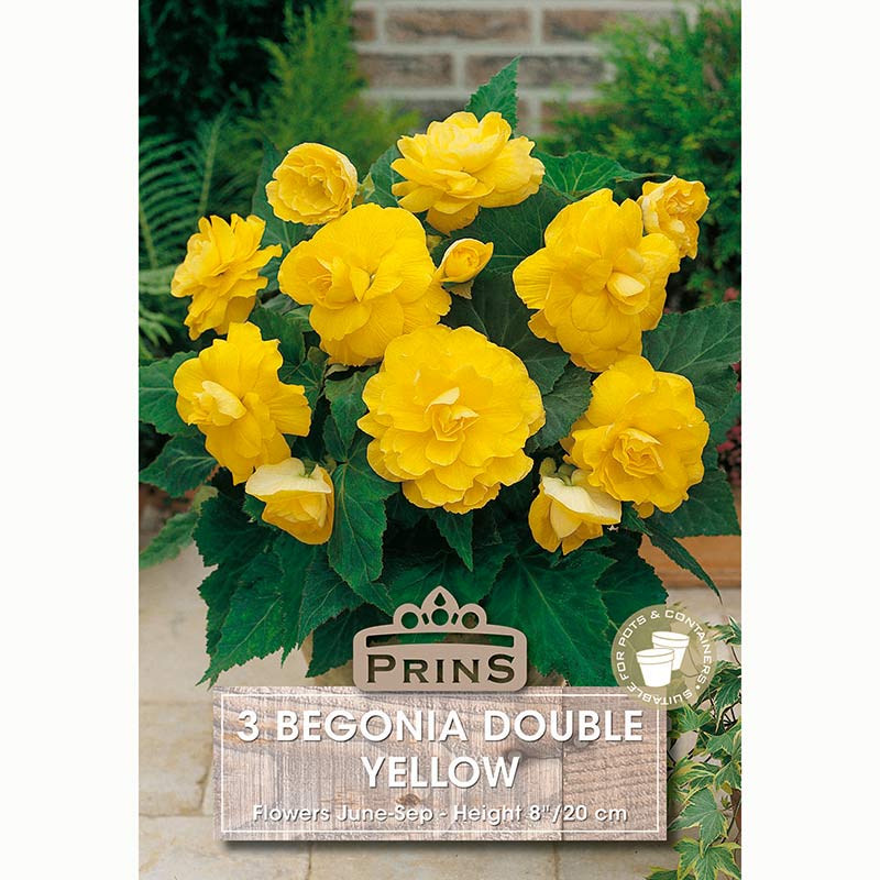 Begonia ‘Double Yellow’ with Sunny Yellow Flowers (3 Bulbs) image 0
