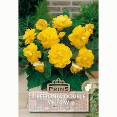 Begonia ‘Double Yellow’ with Sunny Yellow Flowers (3 Bulbs) image 0