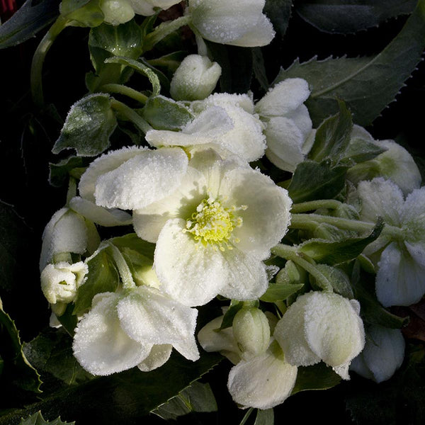 Helleborus ‘HGC Ice Breaker Max’ Snow Rose image 0