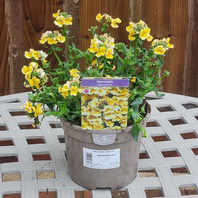Nemesia Nesia Inca (2-Litre Pot) image 0