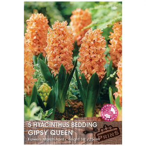 Hyacinth 'Gipsy Queen' (5 bulbs) image 0