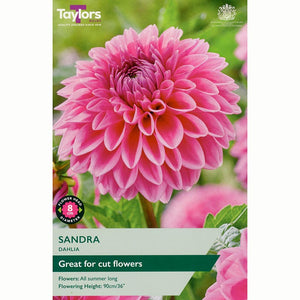 Dahlia ‘Sandra’ with Pink Flowers (1 Tuber) image 0