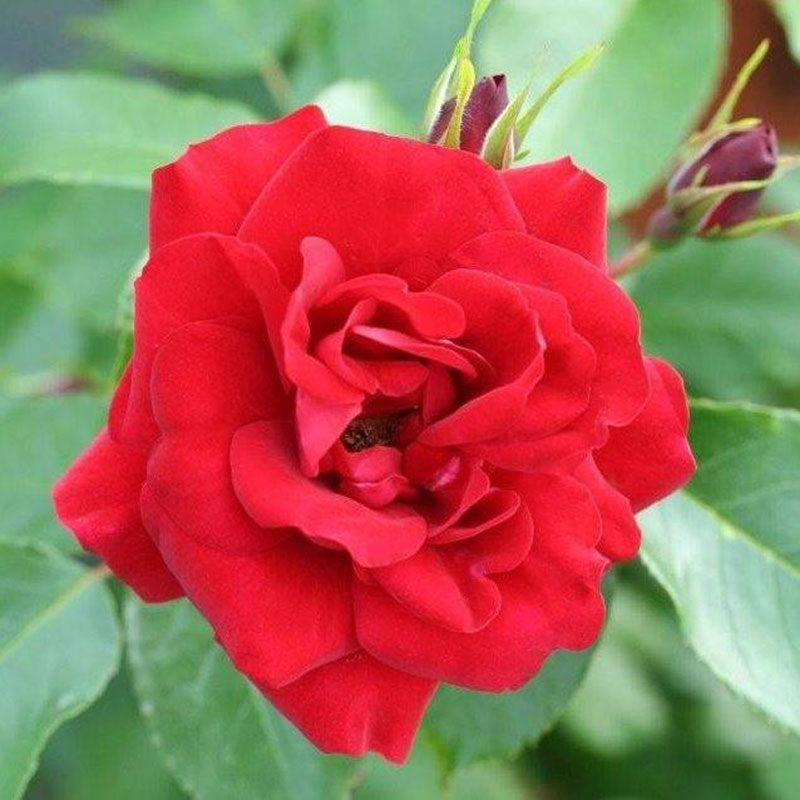Whartons Roses ‘Ruby Anniversary’ Shrub Rose (3-Litre Pot) image 0