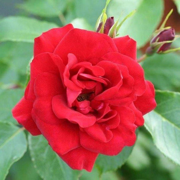 Whartons Roses ‘Ruby Anniversary’ Shrub Rose (3-Litre Pot) image 0