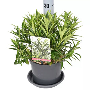Sarcococca saligna (Willow-leaf Sweet Box) image 0