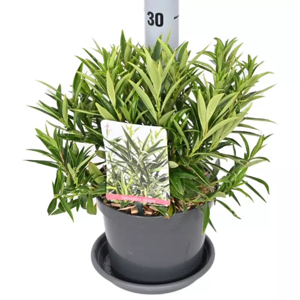 Sarcococca saligna (Willow-leaf Sweet Box) image 0