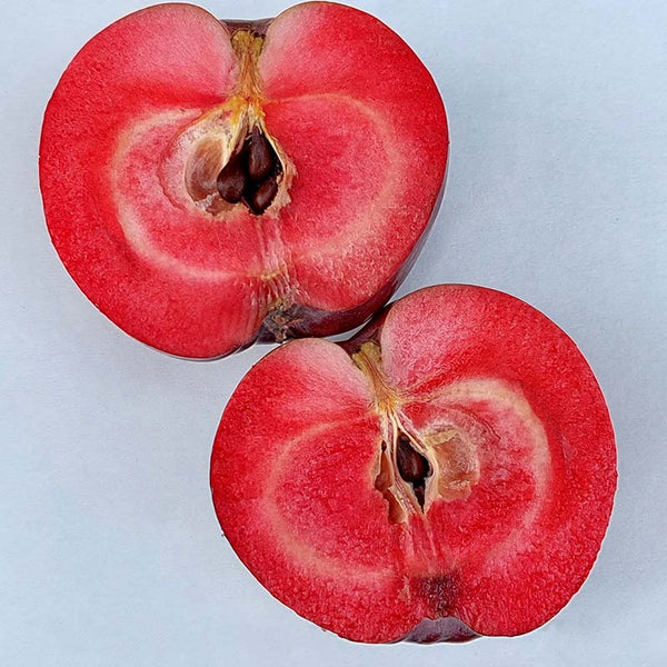 Malus ‘Heather’ Dwarf Apple Tree (5.5-Litre Pot) image 1