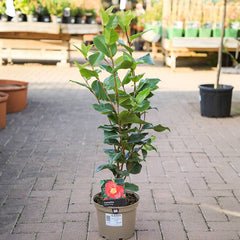 Camellia japonica 'Doctor King' (3 litre pot) image 0