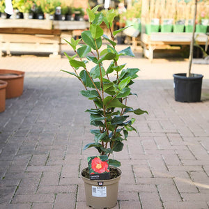 Camellia japonica 'Doctor King' (3 litre pot) image 0