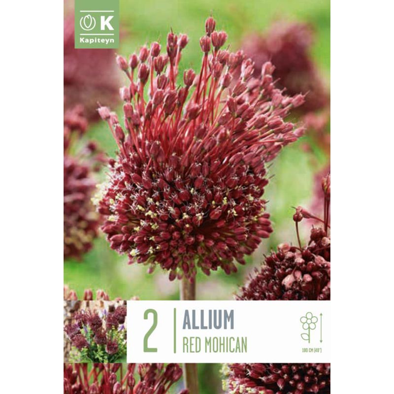 Allium ‘Red Mohican’ (2 bulbs) image 0