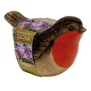 Robin Indoor Planter with Striped Crocus (3 bulbs) image 0