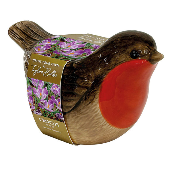 Robin Indoor Planter with Striped Crocus (3 bulbs) image 0