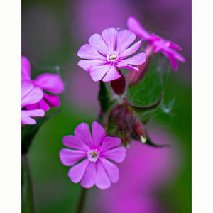 Red Campion Wild Flower Seeds (1 Packet) image 0