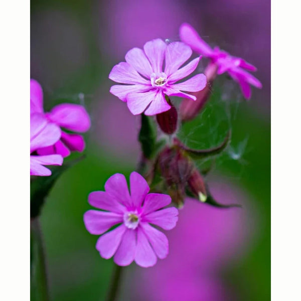 Red Campion Wild Flower Seeds (1 Packet) image 0