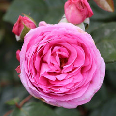 Whartons Roses ‘Mum in a Million’ Hybrid Tea Rose (3-Litre Pot) image 0