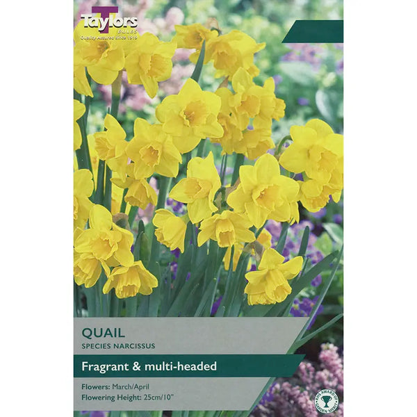 Narcissi 'Quail' (10 bulbs) image 0