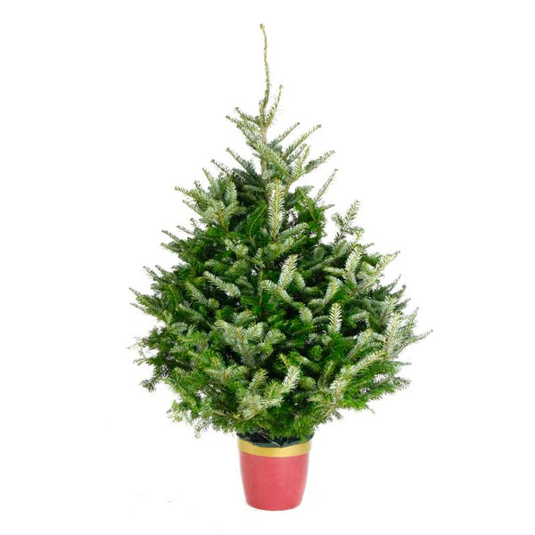 Needlefresh Fraser Fir Pot Grown Christmas Tree image 0
