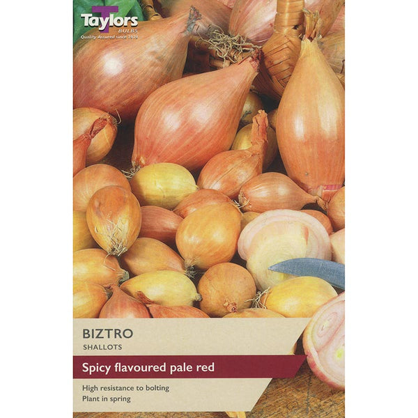 Biztro Shallot Sets (Pack of 12) image 0