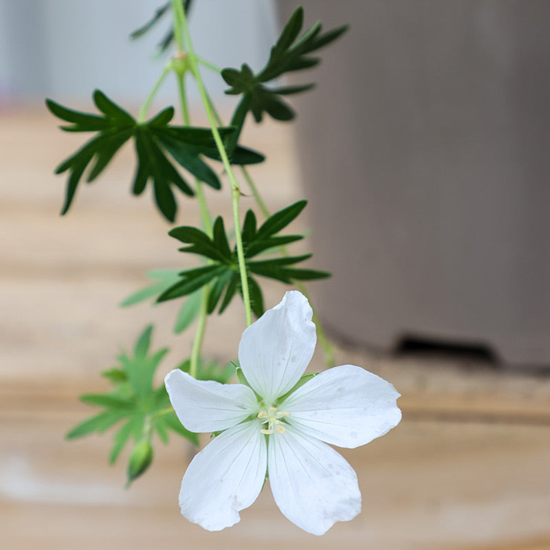 Geranium sanguineum ‘Album’ (2-Litre Pot) image 0