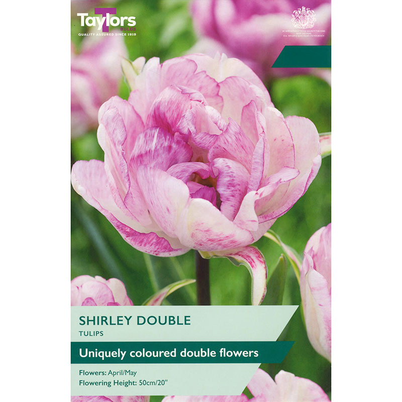 Tulip ‘Shirley Double’ (6 Bulbs) image 0