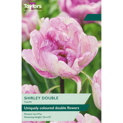 Tulip ‘Shirley Double’ (6 Bulbs) image 0