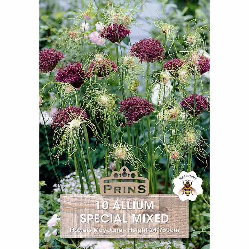 Special Mixed Alliums (10 Bulbs) image 0