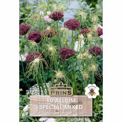 Special Mixed Alliums (10 Bulbs) image 0