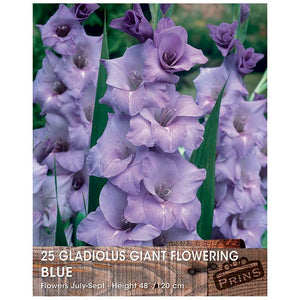 Gladiolus Giant Flowering Bulbs - 25 bulbs - Blue image