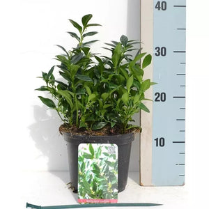 Sarcococca confusa (Sweet Box) image 1